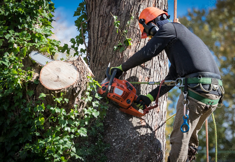 Tree Removal